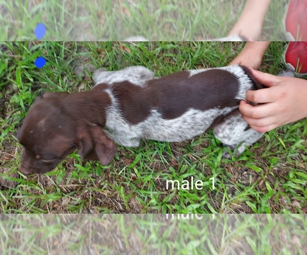 Medium Photo #15 German Shorthaired Pointer Puppy For Sale in FORT WHITE, FL, USA