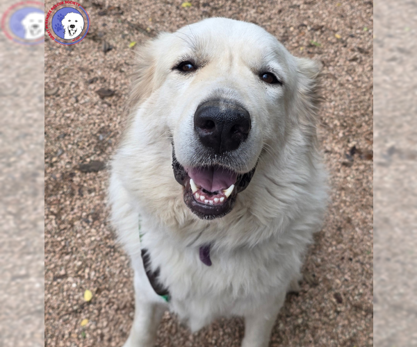 Medium Photo #12 Great Pyrenees Puppy For Sale in Spring, TX, USA