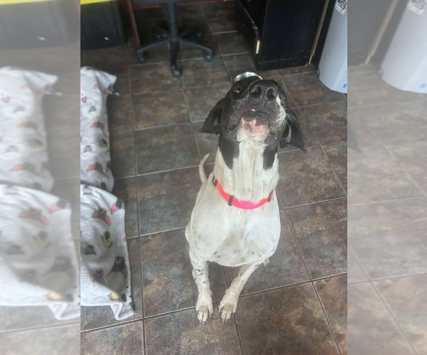 Medium Photo #3 Great Dane Puppy For Sale in Bullard, TX, USA