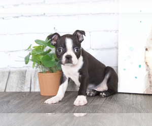 Boston Terrier Puppy for sale in RED LION, PA, USA