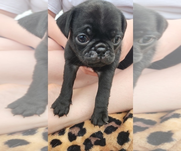Medium Photo #5 Pug Puppy For Sale in CORY, IN, USA