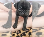 Small #4 Pug