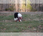 Small Photo #30 Old English Sheepdog Puppy For Sale in MARIONVILLE, MO, USA