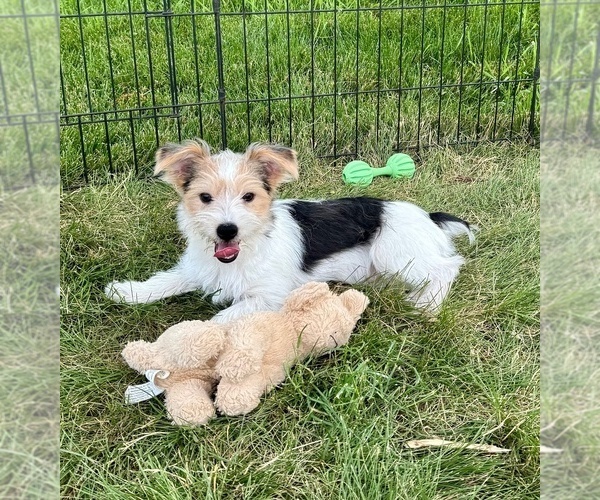 Medium Photo #3 Morkie Puppy For Sale in ROCK VALLEY, IA, USA