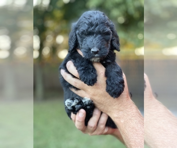 Medium Photo #4 Bernedoodle-Bernese Mountain Dog Mix Puppy For Sale in PILOT POINT, TX, USA
