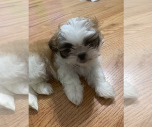 Shih Tzu Puppy for sale in NEWNAN, GA, USA