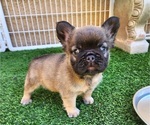 Small #2 French Bulldog