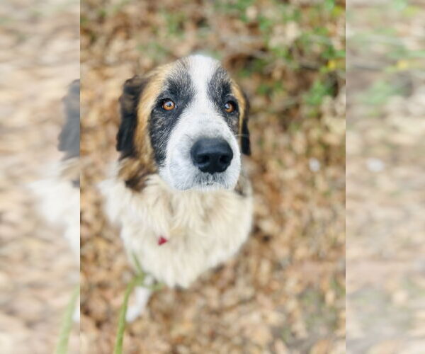 Medium Photo #5 Great Pyrenees Puppy For Sale in Spring, TX, USA