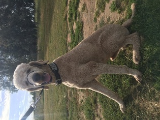 Poodle (Standard) Puppy for sale in SHERIDAN, CA, USA