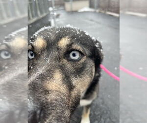 Huskies -Unknown Mix Dogs for adoption in Calgary, Alberta, Canada