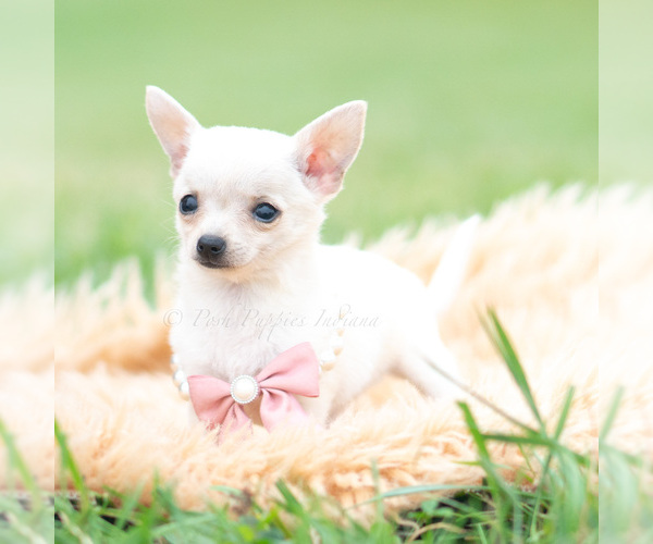 Medium Photo #6 Chihuahua Puppy For Sale in WARSAW, IN, USA
