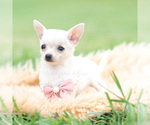 Small Photo #30 Chihuahua Puppy For Sale in WARSAW, IN, USA