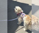 Small #3 Shih Apso