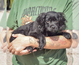 Ernie - Male Cocker Spaniel-Unknown Mix Dog for Adoption - Photo #2