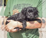 Small Photo #2 Cocker Spaniel-Unknown Mix Puppy For Sale in Huntley, IL, USA