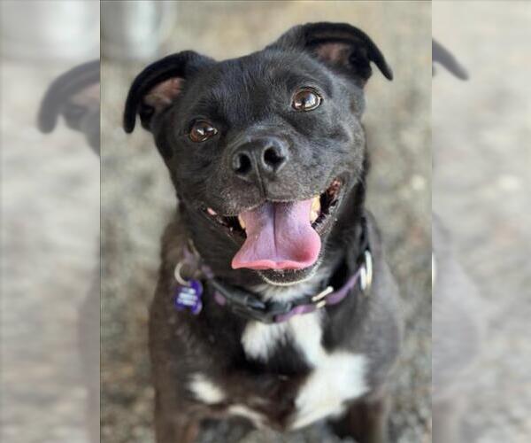 Medium Photo #2 Boxer-Pug Mix Puppy For Sale in Woodland, CA, USA