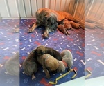 Small Photo #2 Cane Corso Puppy For Sale in HEREFORD, AZ, USA