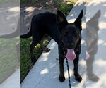 Small #1 German Shepherd Dog Mix