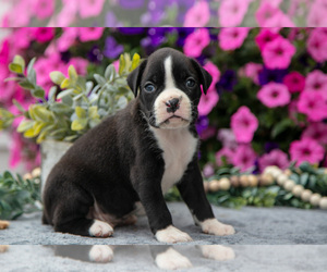 Boxer Litter for sale in GRABILL, IN, USA