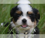 Small #1 Auss-Tzu
