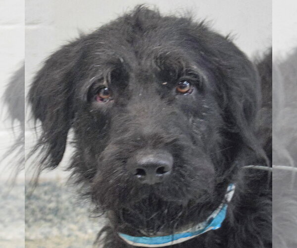 Medium Photo #4 Irish Wolfhound-Unknown Mix Puppy For Sale in Huntley, IL, USA