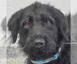 Small #3 Irish Wolfhound Mix