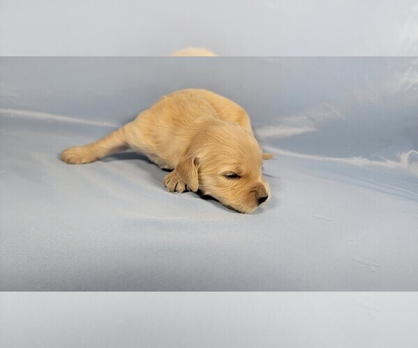 Medium Photo #69 Golden Retriever Puppy For Sale in BLACK FOREST, CO, USA