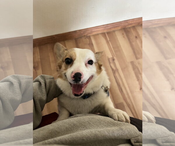 Medium Photo #2 Mutt Puppy For Sale in Denver , CO, USA