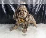 Small Photo #111 Cocker Spaniel Puppy For Sale in WARSAW, IN, USA