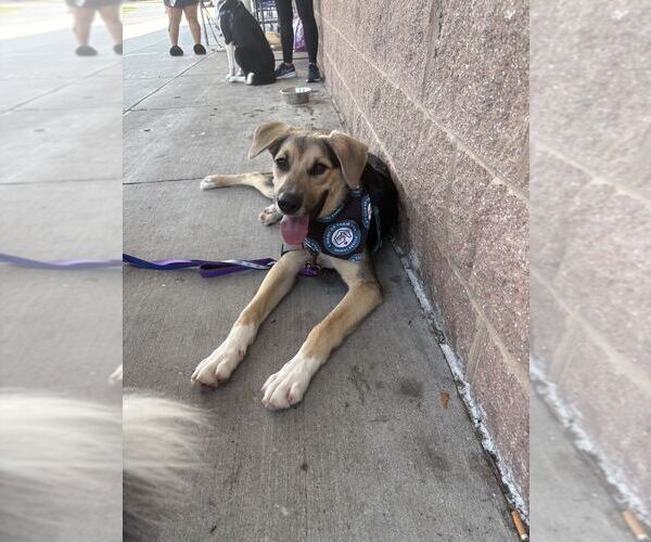 Medium Photo #9 German Shepherd Dog-Unknown Mix Puppy For Sale in Silver Spring, MD, USA