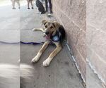 Small Photo #9 German Shepherd Dog-Unknown Mix Puppy For Sale in Silver Spring, MD, USA