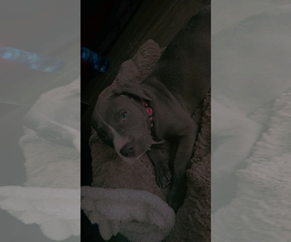 Medium Photo #1 American Pit Bull Terrier Puppy For Sale in SAN ANTONIO, TX, USA