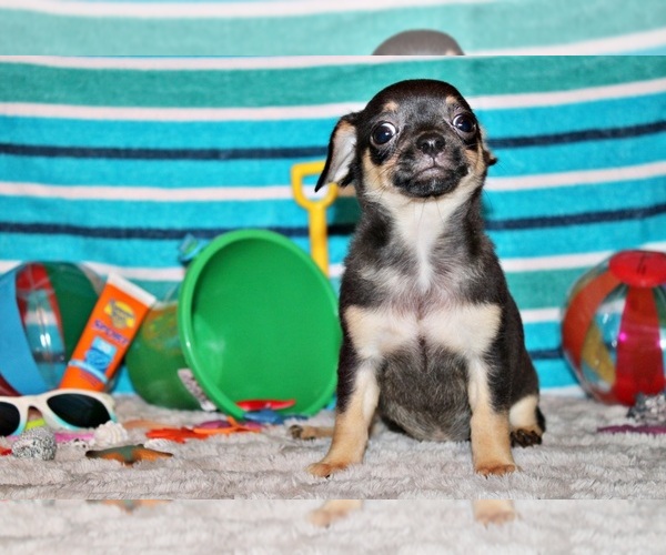 Medium Photo #51 Chihuahua Puppy For Sale in CHARLESTON, AR, USA