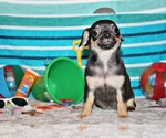 Small Photo #51 Chihuahua Puppy For Sale in CHARLESTON, AR, USA
