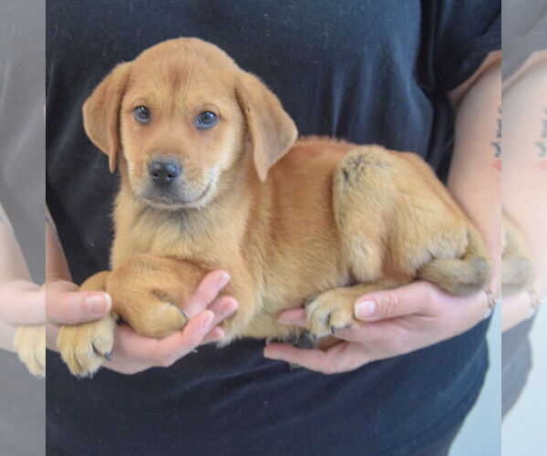 Medium Photo #2 German Shepherd Dog-Unknown Mix Puppy For Sale in Huntley, IL, USA