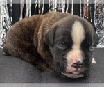 Small #2 Boxer