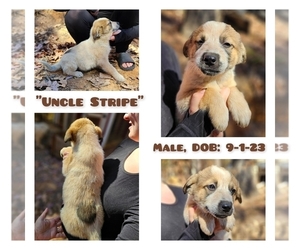 Australian Cattle Dog-Great Pyrenees Mix Puppy for sale in MONETA, VA, USA