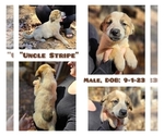 Small Australian Cattle Dog-Great Pyrenees Mix