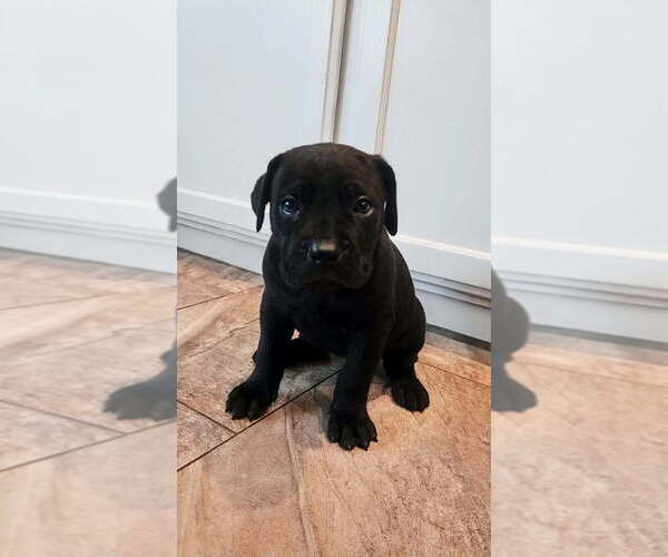 Medium Photo #3 Cane Corso Puppy For Sale in KERMAN, CA, USA