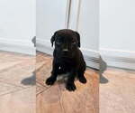 Small Photo #3 Cane Corso Puppy For Sale in KERMAN, CA, USA