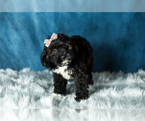 Cock-A-Poo Puppy for sale in NAPPANEE, IN, USA