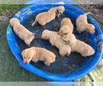Small #15 Golden Retriever