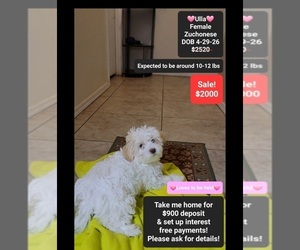 Havanese-Zuchon Mix Puppy for sale in TUCSON, AZ, USA