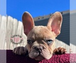 Small Photo #15 French Bulldog Puppy For Sale in BRYAN, TX, USA
