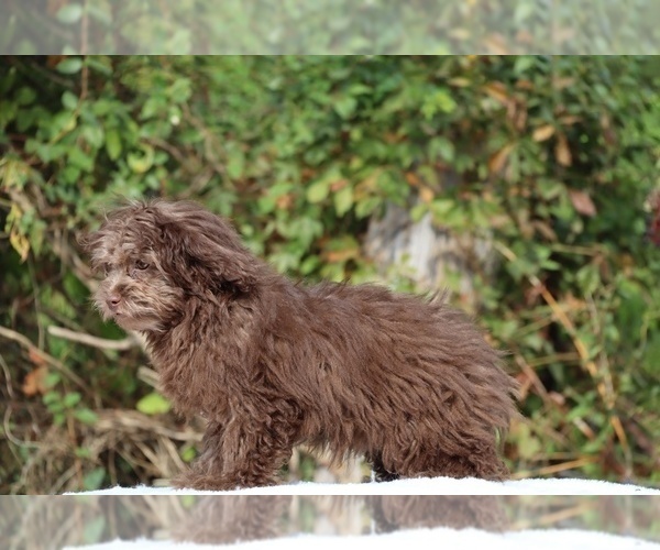 Medium Photo #26 ShihPoo Puppy For Sale in DYERSBURG, TN, USA