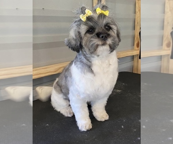 Medium Photo #3 Shih-Poo Puppy For Sale in MAYO, FL, USA