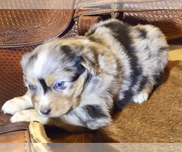 Medium Photo #10 Australian Shepherd Puppy For Sale in OZARK, AR, USA