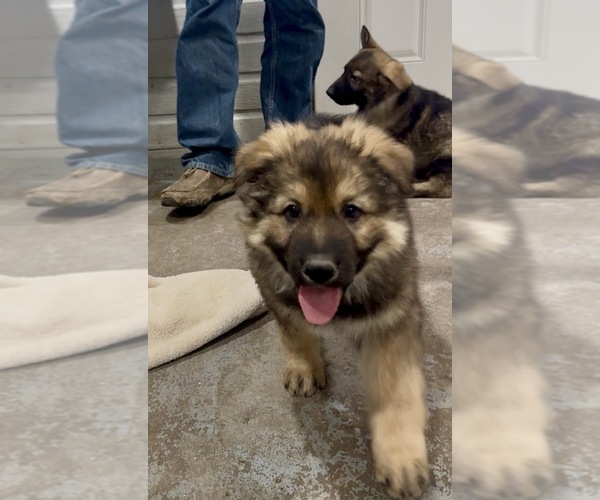 Medium Photo #3 German Shepherd Dog Puppy For Sale in BRIGHTON, CO, USA