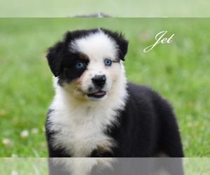 Australian Shepherd Puppy for sale in EASTON, MO, USA