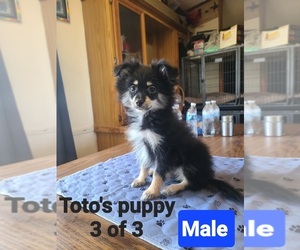 Pomeranian Puppy for sale in ODESSA, TX, USA